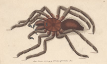 Plate 12 Bird-Catching Spider